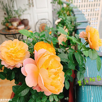��¼һ�����쿪�Ĳ���׼�Ļ�����