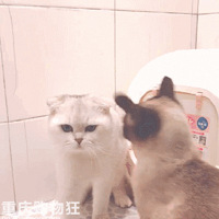 Ҷ󡿷/²ߵġҶ䡱Ӯֽ