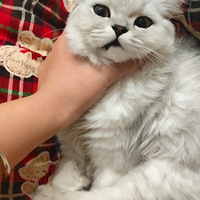 �ҵ�è��С�����ˣ�������˭���������