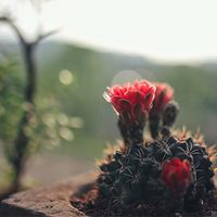 ���е�ɳĮֲ�� ��װ�κÿ� ���Һ���������