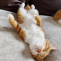 �ҿ������˸�����è��