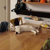 ����ʽ����������è�������ű����У���װʵ��������~