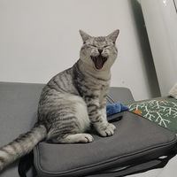 ����һֻ����è�������