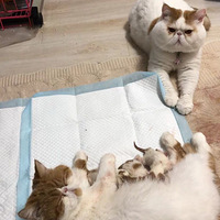 èèҲ�������Եģ�è��̫�����ˣ�è�����������è����ë