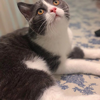 һ�������˰��������ɰ�����Ҫ������