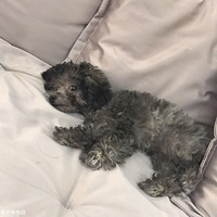 �������ˣ��������Ϊ����ߵĹ�������
