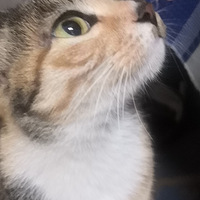 ���ɵ�è�����������