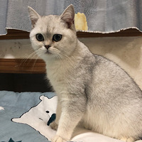 �ֻ��뾲����Ҹ�����