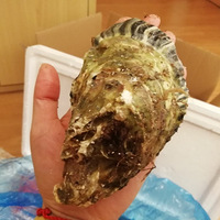 Աγ37ȵɽ򺣬ʵüë