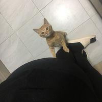 ���񾭲��Ե�跹