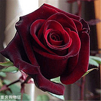 ��õ��Ҳ��N���� ���ֱ�а� ʥ���ڱ��ײ���ƫ