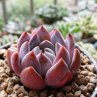 �������������������ǿ���ɱ䡾2019����ɹ�������