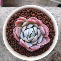 �������ʺ����⡾2019����ɹ�������