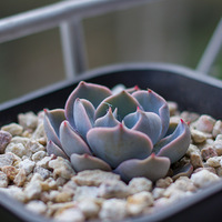 ����ֻ��һ�����ڵ�״̬����Ҳ����2019����ɹ�������