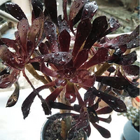 ��̨�Ե��ٸ̾�Ȼ����ˡ�2019����ɹ�������