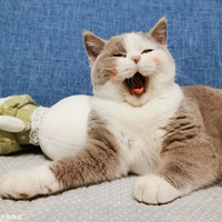 �����èè�������������ǵÿ��üļ��ҵ�è����Ӵ