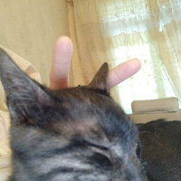 �Դ����������˶���һ��ʾ�ã��ڻ������������Ծ�������ſ~