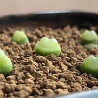 �������氮+��2019����ɹ�������