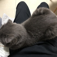 �����»���һ��࣬è������ǵγ����ģ�������������ǲ�����