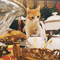 �����������һֻ����������̤���������ĥצ��������ҿ���֧��