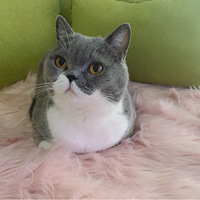 è����·��ʯ����ʲô����õ����Ʒ���