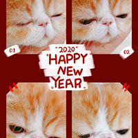 �ӷ�è��Բ�ܵܳɳ���¼