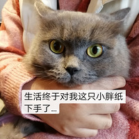�����������Լ���è��������Ʊ��