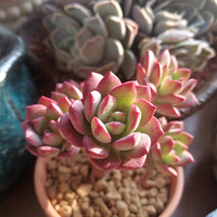 ���쵽�ˣ����ڿ���ɹ���ˡ�2019����ɹ�������