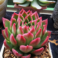 ������Ķ������������ġ�2019����ɹ�������