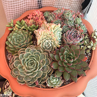 ԭ�������ǳ������ӵġ�2019����ɹ�������