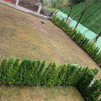 ���������л�԰�ĳ���