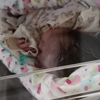 С�ɲ�¶���ǣ����ﳤ����һ��������ɹ�ޡ�