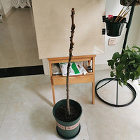 Ϊ������Ҷ�ų���һ�ð����ǣ��Ұ���ߣ����