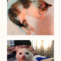 ԧ�츽������ֻСè������