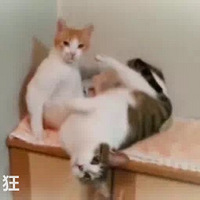 ̫�����ˣ�2ֻ����è�İ��飬��ͷ�޵�β����
