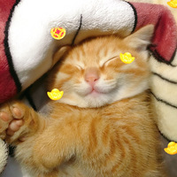 2������è�ܵ�С���ɣ���¼��