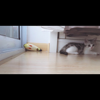 ���̵ܵܡ���������