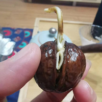 ����׵����ӣ���¼ż������ֹ��ܹ���ѿѿ�ģ����Գ�������ֲ��