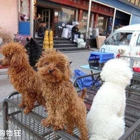 ���������죬���յ�һֻ�����ڹ�������
