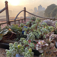 լ��������