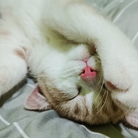 ���ȳ�լ���ճ���+��ֹ������è����Ҳ���ء�ɵ�ˡ�