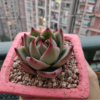 �����ڼҶ�Ҫ�гɹ��ˣ�����һ����ֲ̨��