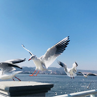 �����ȥ�����