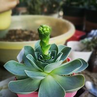 �������ˡ����޷�̤��ֻ���ڼ�����