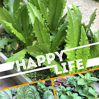 固执老爹花园变菜园，关键时刻他种的菜立功了！【我家有菜地】