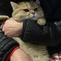 �����ڼ��è ����Ҳ�ܼ���ѽ ����Ӫҵ�ĵ�N��
