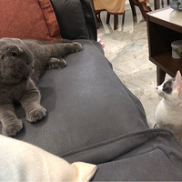 �����������һλ�·��ͣ�һֻ�ֺ���
