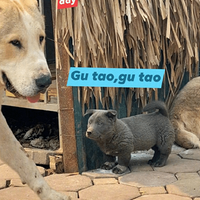 һֻ����D��i��Խ�Ϲ��������ϻ��ˣ������е������е���è