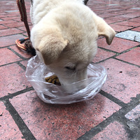 ò�Ʒ���һֻ��������С��������