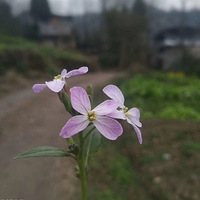 ���⣬��ÿ���˶�����